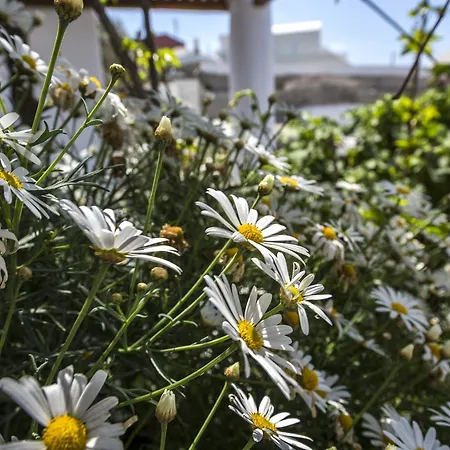 Fava Eco Aparthotel